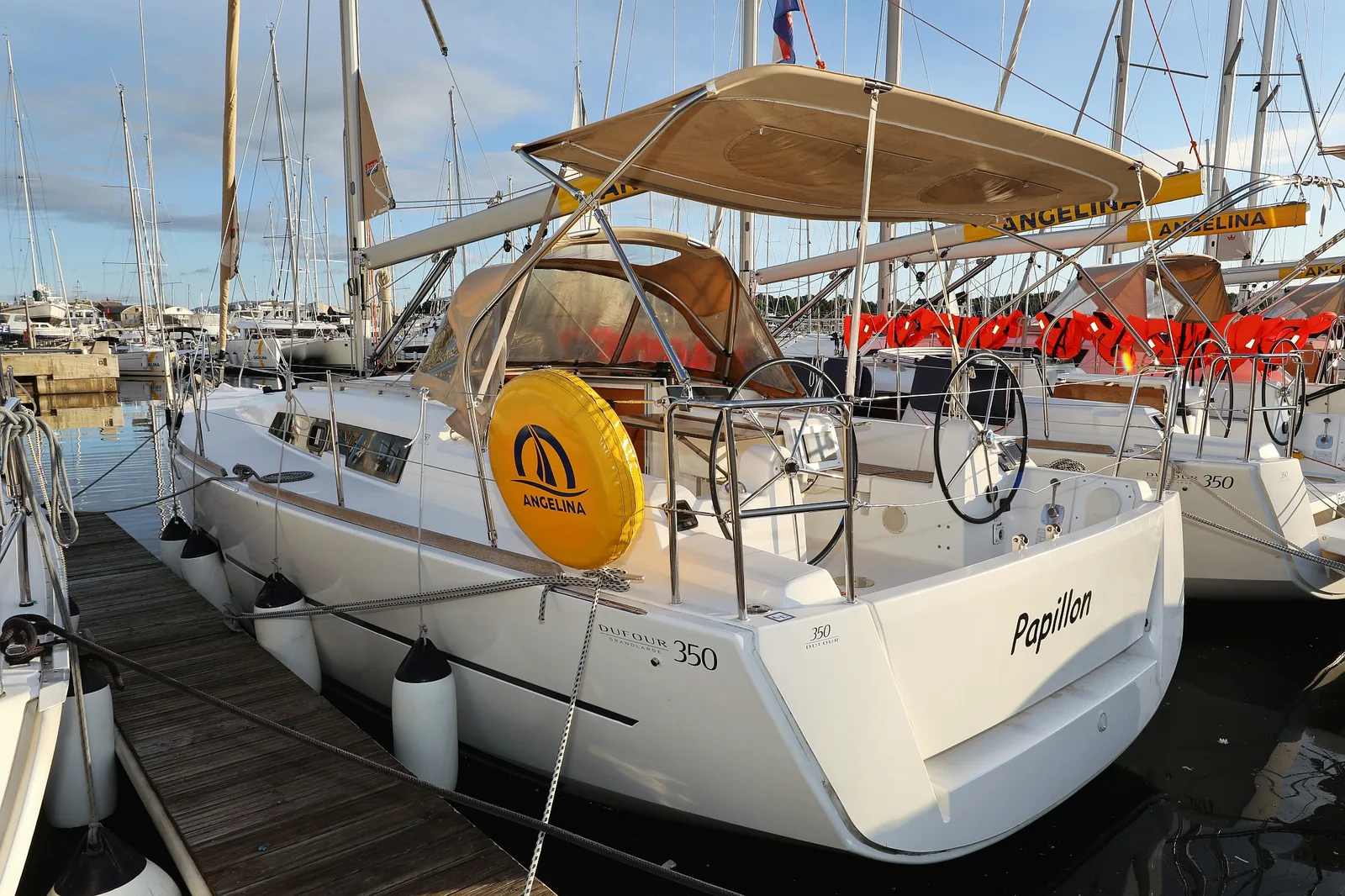 Papillon — photo 26